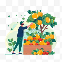 男人在摘水果