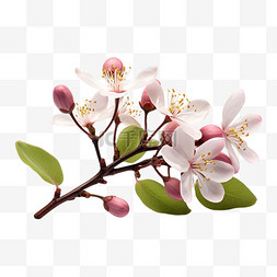 迎春花春季花朵春天海报装饰元素