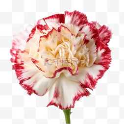 一枝玫瑰图片_康乃馨花卉植物透明