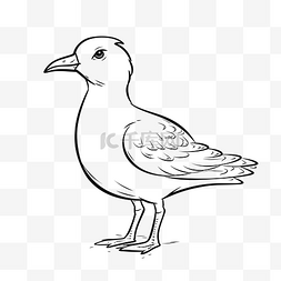 海鸥线条图片_海鸥是黑白绘图轮廓草图 向量