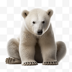 北极熊动物可爱白底透明