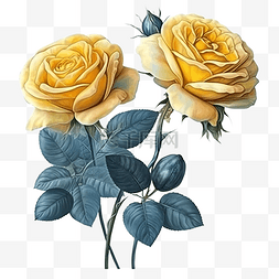 玫瑰唯美植物