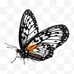美丽的蝴蝶翅膀图片_蝴蝶黑色小昆虫