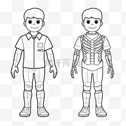 男性和女性骨骼轮廓素描图 向量