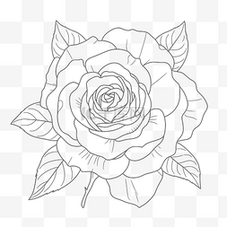 玫瑰线描显示在白色背景轮廓草图