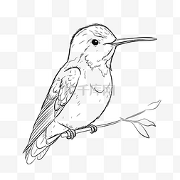 啄木鸟轮廓图片_蜂鸟着色页和蜂鸟绘图轮廓草图 