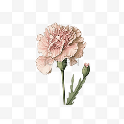 植物花卉图片_花卉康乃馨粉色插画