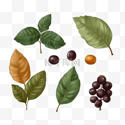 摩卡咖啡豆图片_咖啡豆树叶果实扁平