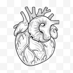 人体器官绘图图片_人体心脏轮廓素描详图 向量