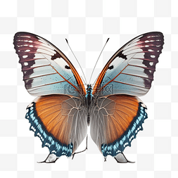 抽象彩蝶图片_渐变好看蝴蝶标本