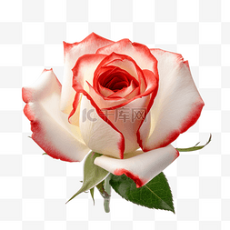 玫瑰鲜花爱情透明