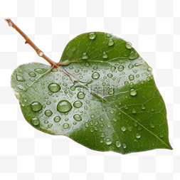 水珠绿叶自然透明