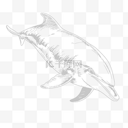 白色魚图片_白色背景上的海豚着色页轮廓素描