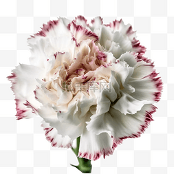 康乃馨花店花朵白色透明