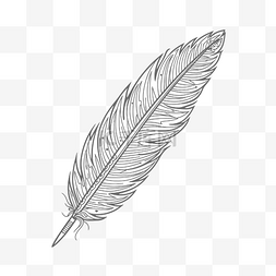 白色线条羽毛图片_插图羽毛笔在黑白轮廓素描中绘制