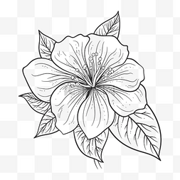 黑白素描花卉图片_黑白相间的芙蓉花与叶子着色页轮