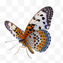 好看的线条图片_炫彩斑点蝴蝶实物标本