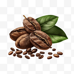 咖啡豆咖啡树叶透明