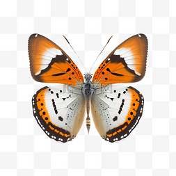 绚丽彩色橙色飞舞的蝴蝶标本图