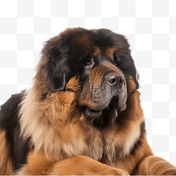 狗年图片_藏獒宠物狗狗实物图
