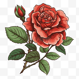 玫瑰红白色美丽图案