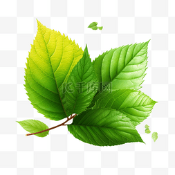 创意植物插图图片_枝叶绿叶自然绿色透明