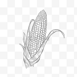 手的线条画图片_玉米在白色背景轮廓草图上的线条