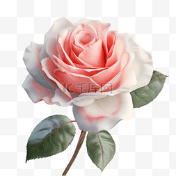 玫瑰花鲜花植物粉色透明