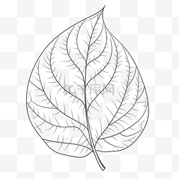 树叶黑白色图片_成人着色叶轮廓草图 向量