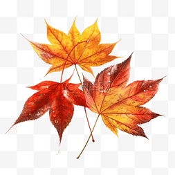 秋天底纹卡通图片_树叶枫叶植物透明