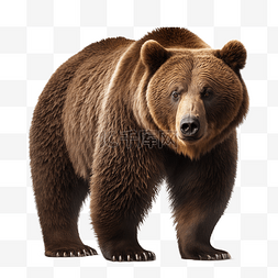 棕熊野生动物白底透明
