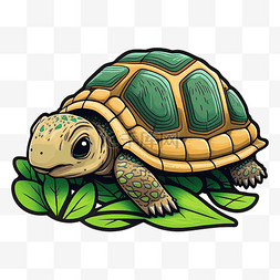 乌龟陆龟绿色龟壳图案