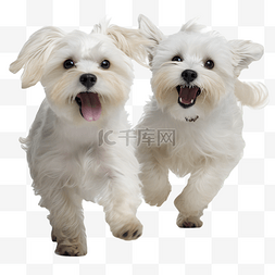 两只可爱的白色宠物马尔济斯犬在