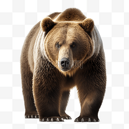 动物卡通剪纸图片_棕熊动物白底透明