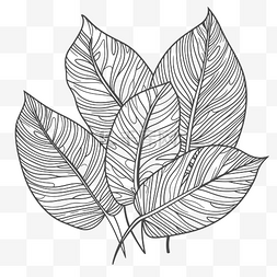 树叶黑白色图片_热带树叶的线条图着色页可打印图