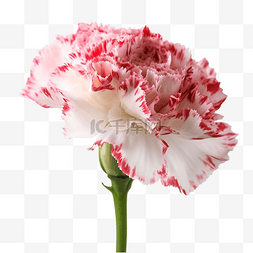 一枝花束图片_康乃馨鲜花花枝透明