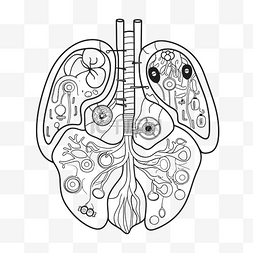 身体器官图片_绘制肺部和身体内部轮廓草图 向