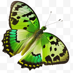 绿色渐变绚丽花蝴蝶实物图