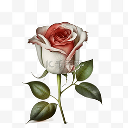 红玫瑰花束实物图