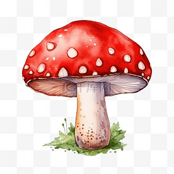 红蘑菇水彩插图