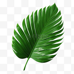 热带绿叶棕榈树png文件