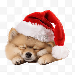 圣诞节时，有趣的毛茸茸的博美犬