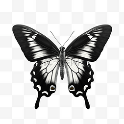 可爱黑色翅膀图片_美丽的蝴蝶分离凤蝶荷马黑色与白