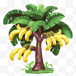 香蕉树剪贴画 卡通香蕉树与香蕉 