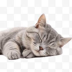 可爱枕头图片_可爱的灰猫睡觉