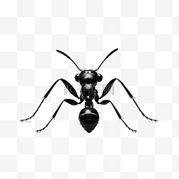透明翅膀图片_孤立的蚂蚁剪影