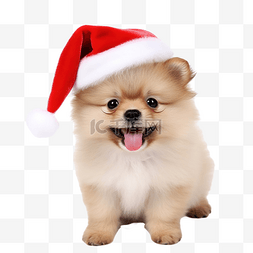 新年快乐狗图片_可爱的小狗博美犬混合品种北京狗