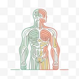 红色界面设计图片_人体有红色和绿色的线条 向量