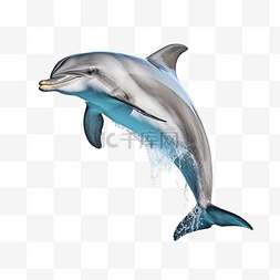 海洋动物美丽的海豚