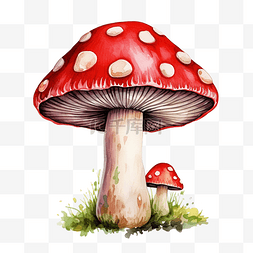 红蘑菇水彩插图